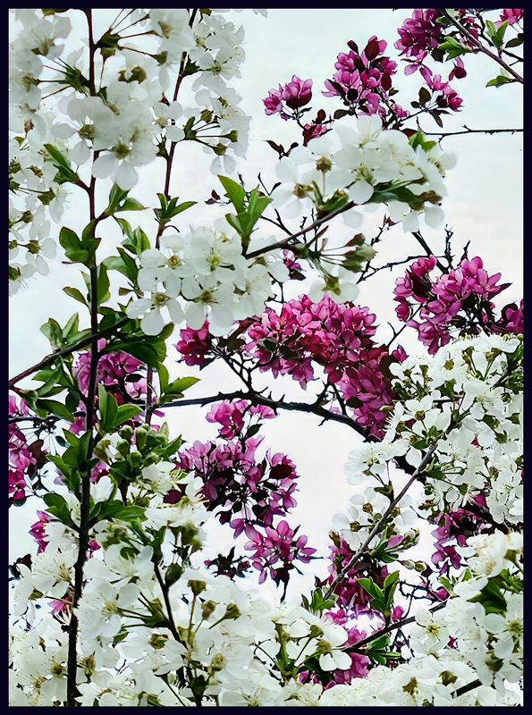 Flowers by MaryAnne Rocan